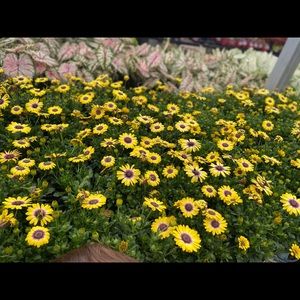 Meet your Posher, Cheyenne